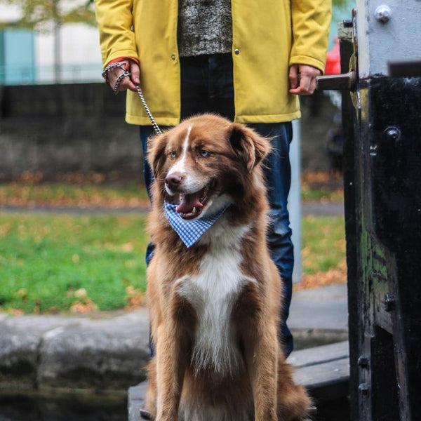 Dog sitting at the feet of someone in a yellow Ember & Earth raincoat